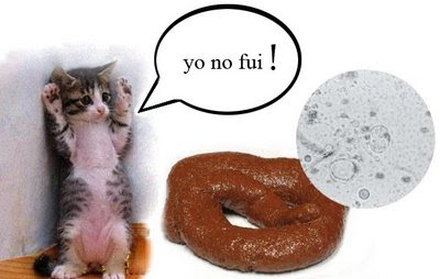 heces del gato